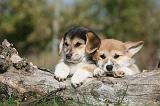 CORGI PEMBROKE 1026